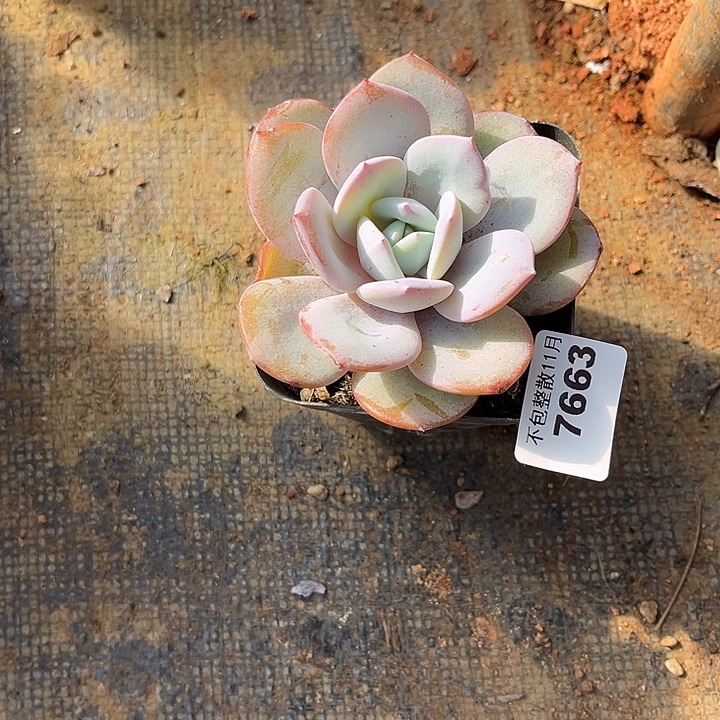 阿雅园艺。         7663奶茶