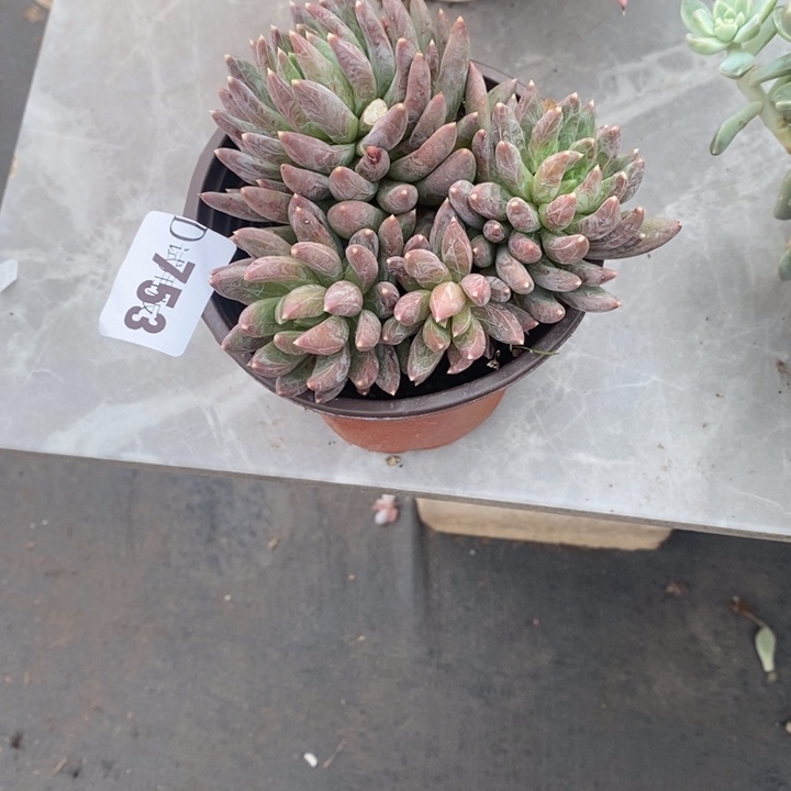 落***秋753炫彩星多肉植物