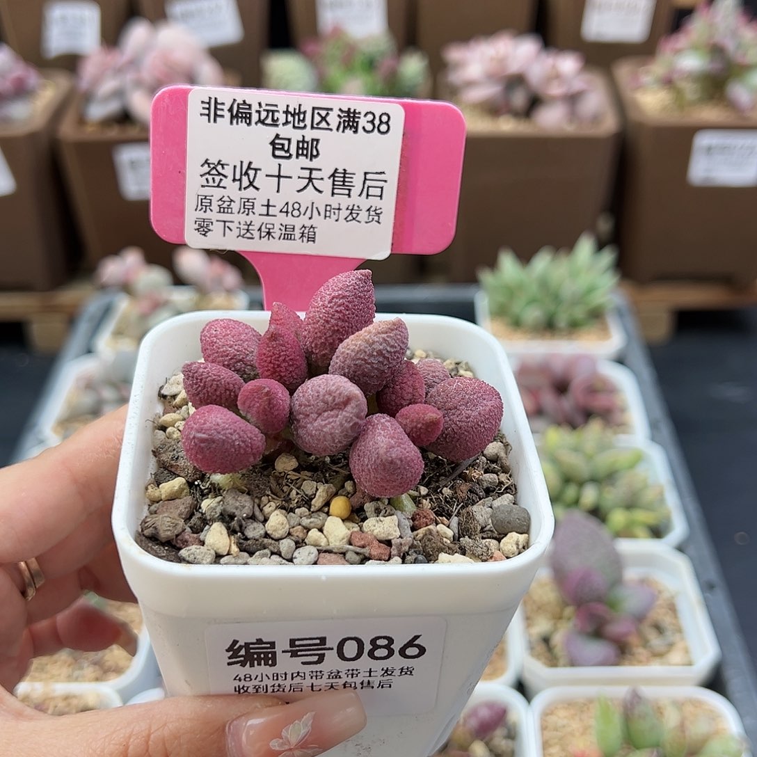 086腹部多肉植物