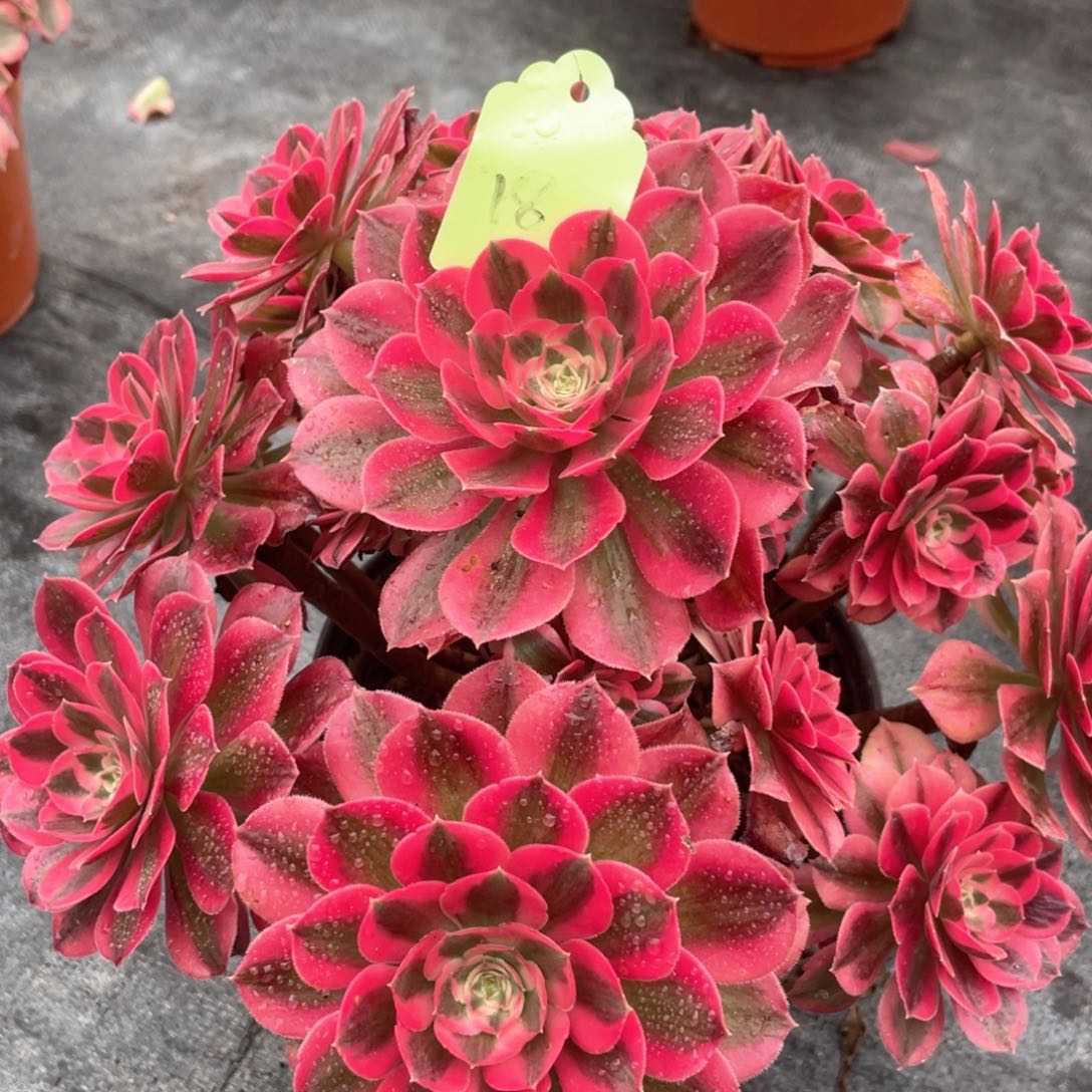 粉女妖老桩手捧18