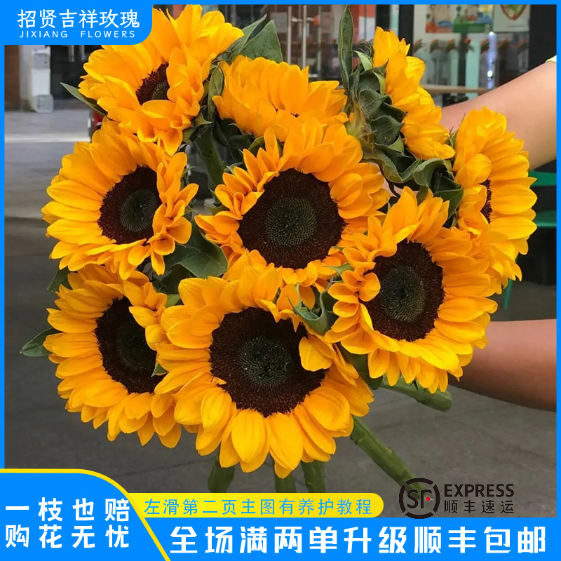 【向日葵】向阳花  山东玫瑰基地直发 现采现摘  顺丰包邮