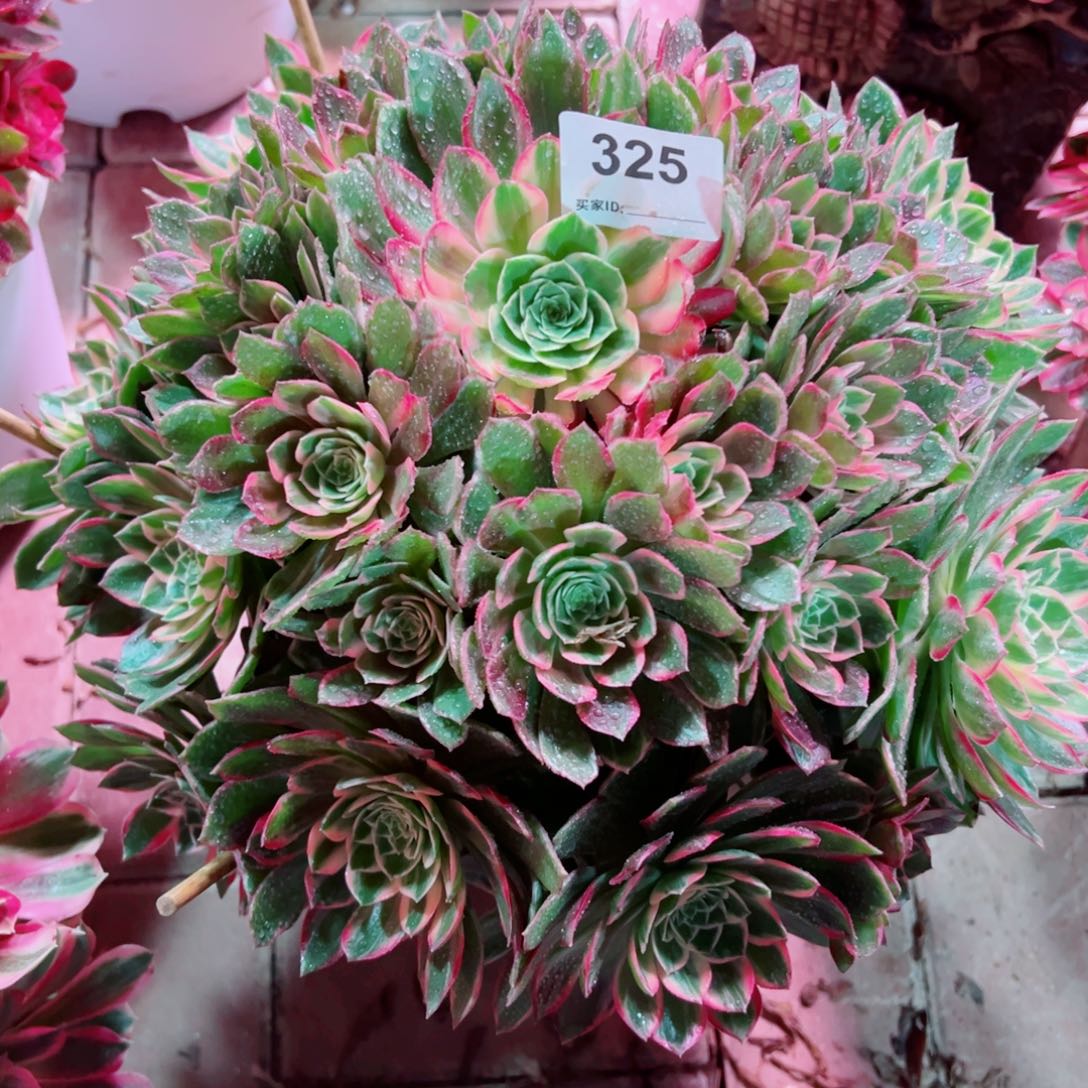 325万花筒法师多肉植物