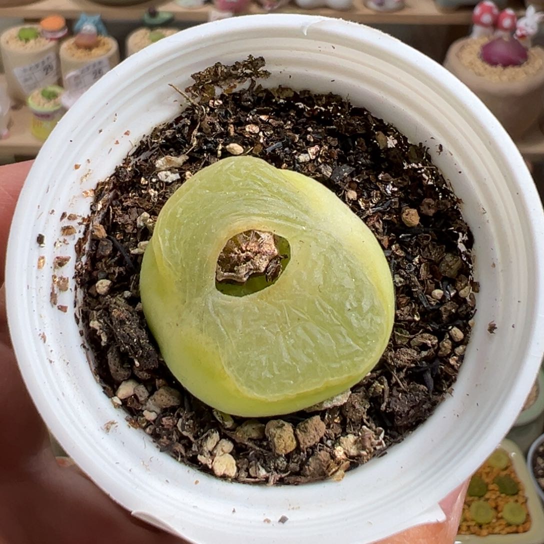 多肉植物104号大窗