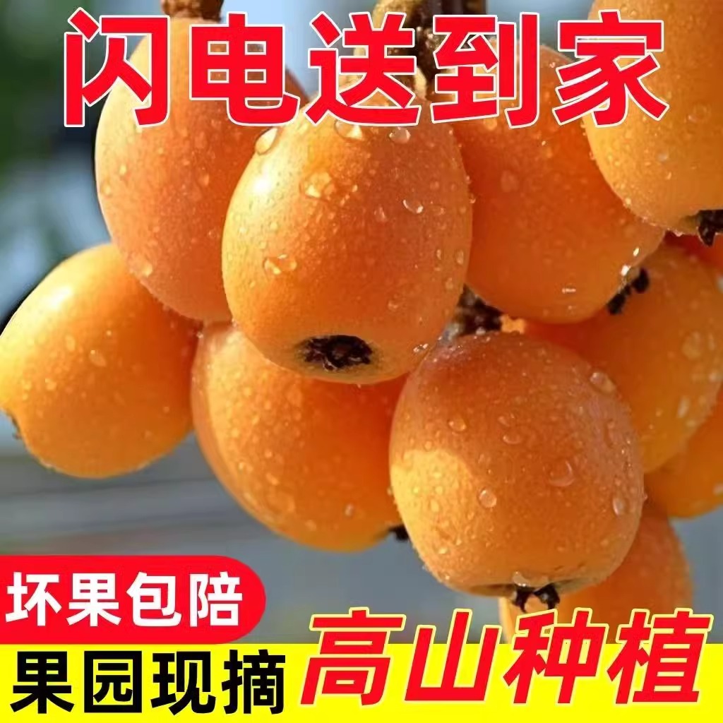 【精选大果】四川大五星枇杷鲜果甜水果新鲜枇杷果当季整箱包邮