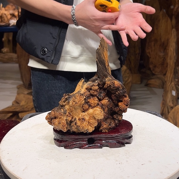 松木（琥珀木）黎*