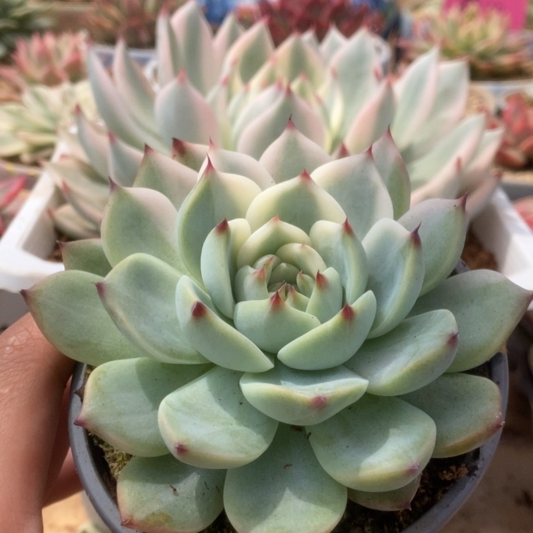 038锦锦锦锦锦锦锦锦锦锦锦锦