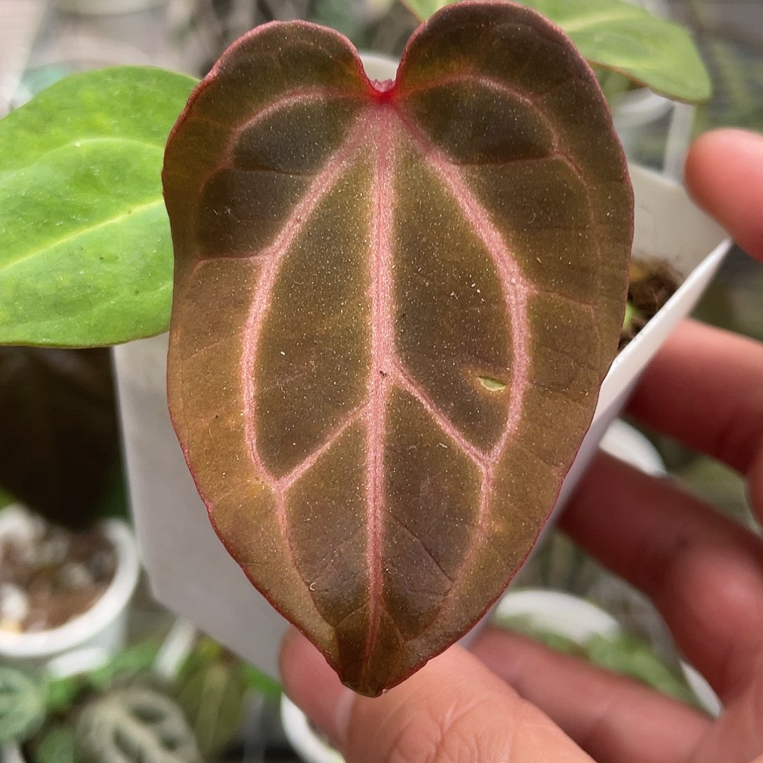 完全开放K红杂红水晶