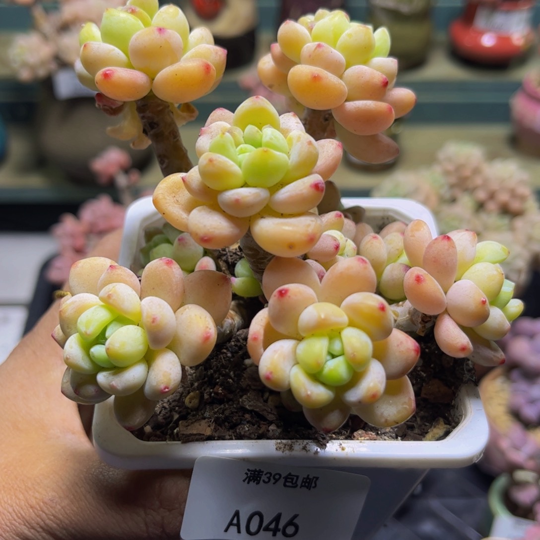 腰子罗琦046/9cm多肉