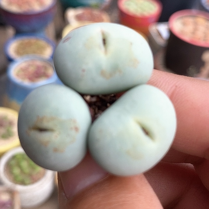 5581大嘴小红嘴一颗