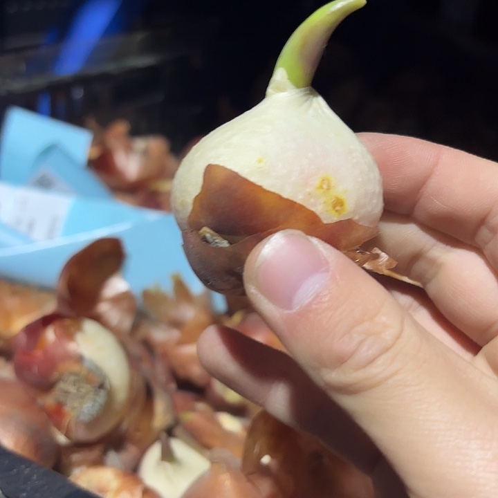 粉色印象五度球郁金香进口