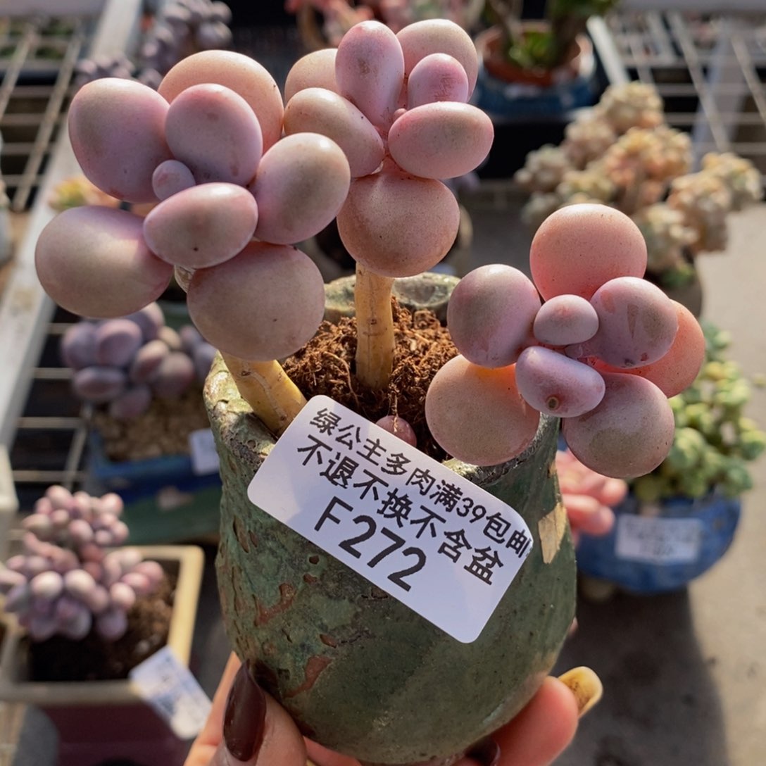 糖果桃蛋272/8c m