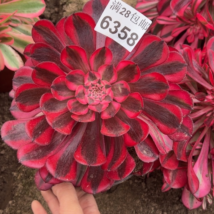 6358南桐柏多肉植物