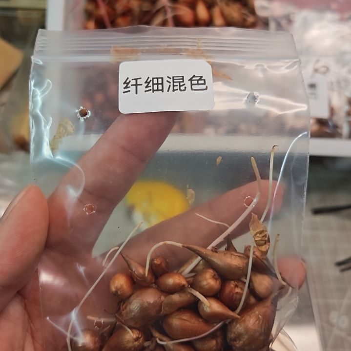 酢浆草早花纤细混色