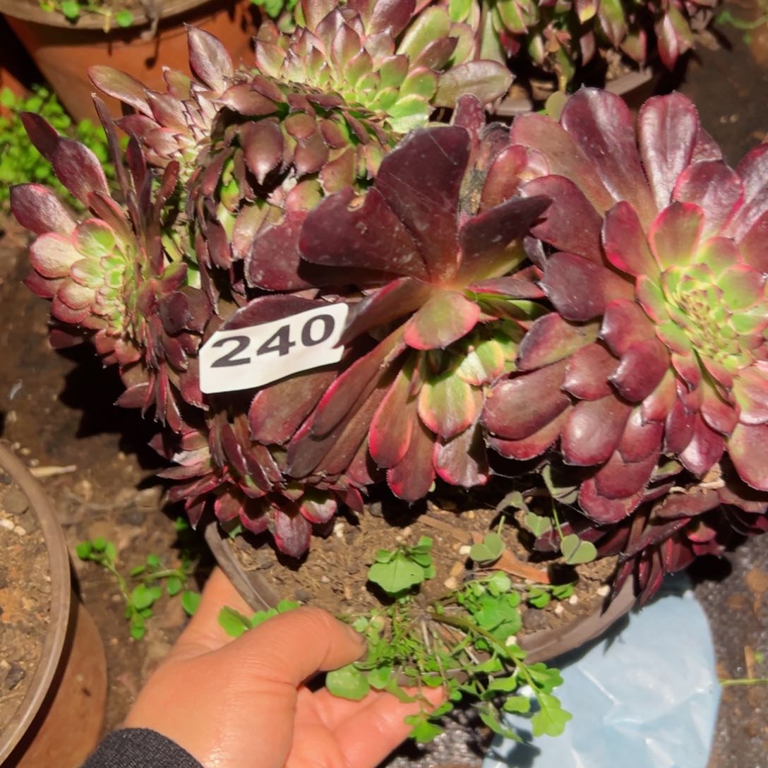 240 号多肉植物新年特价福利