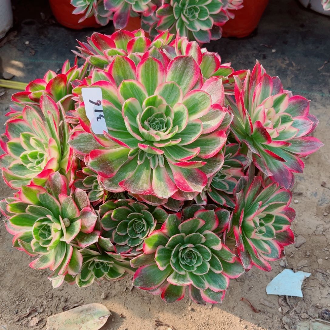 316荔枝变异貂蝉多肉