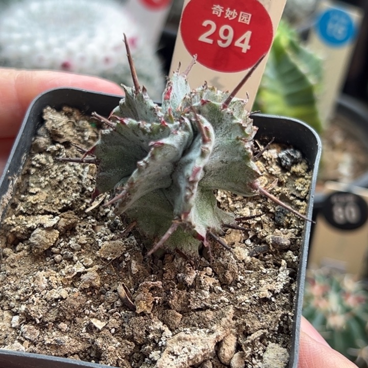 实生强刺螺旋白衣魁伟玉一棵