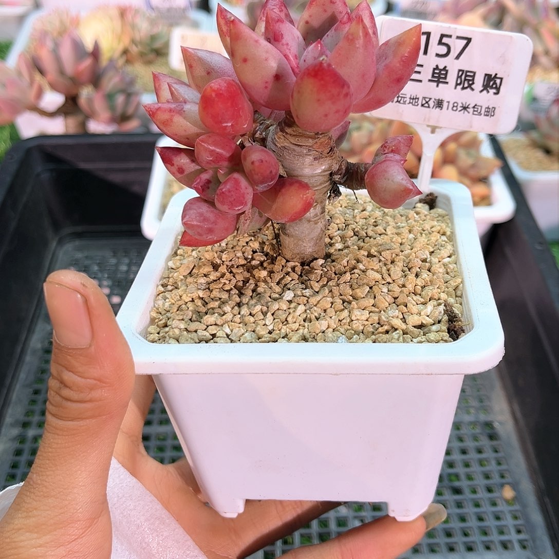 卉森多肉一物一拍编号157