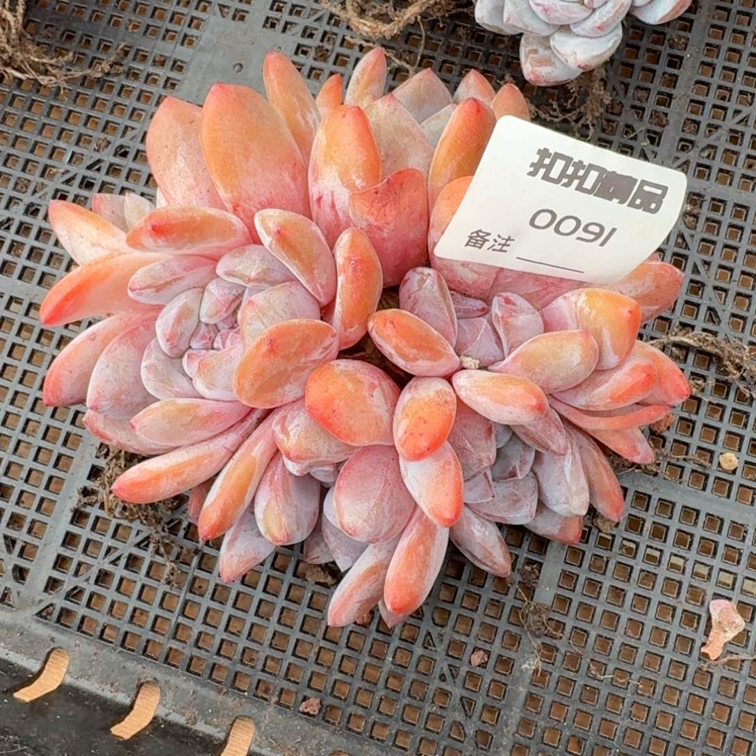 多肉植物石榴籽群0091