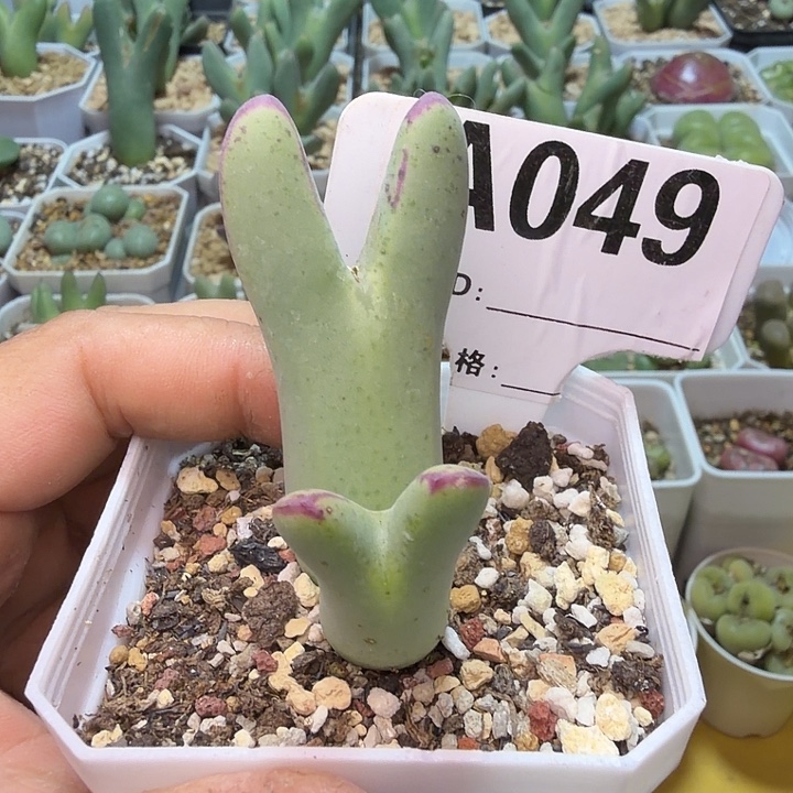 049。满38包邮肉锥