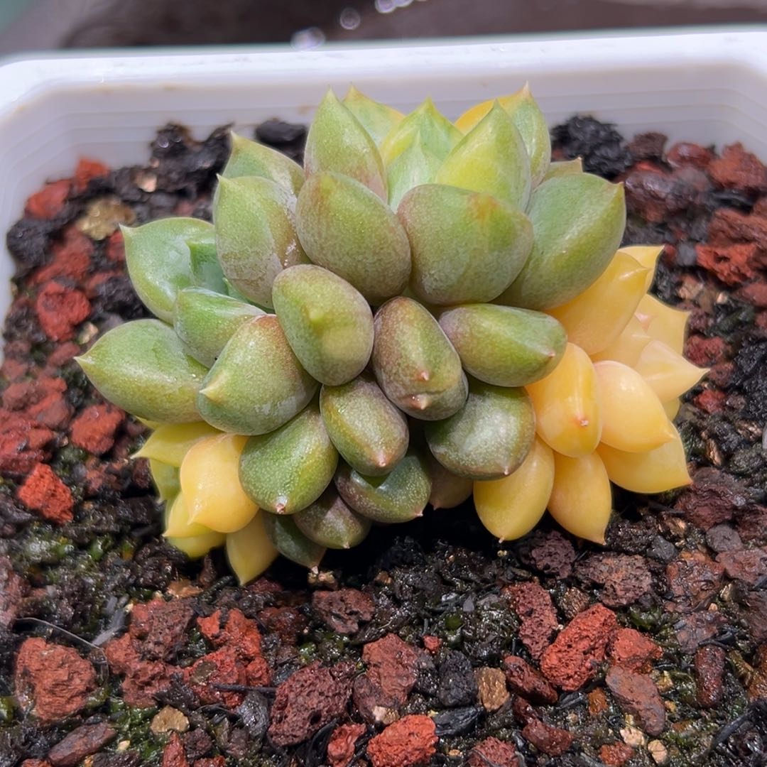 莫***归象牙锦，一物一拍。  