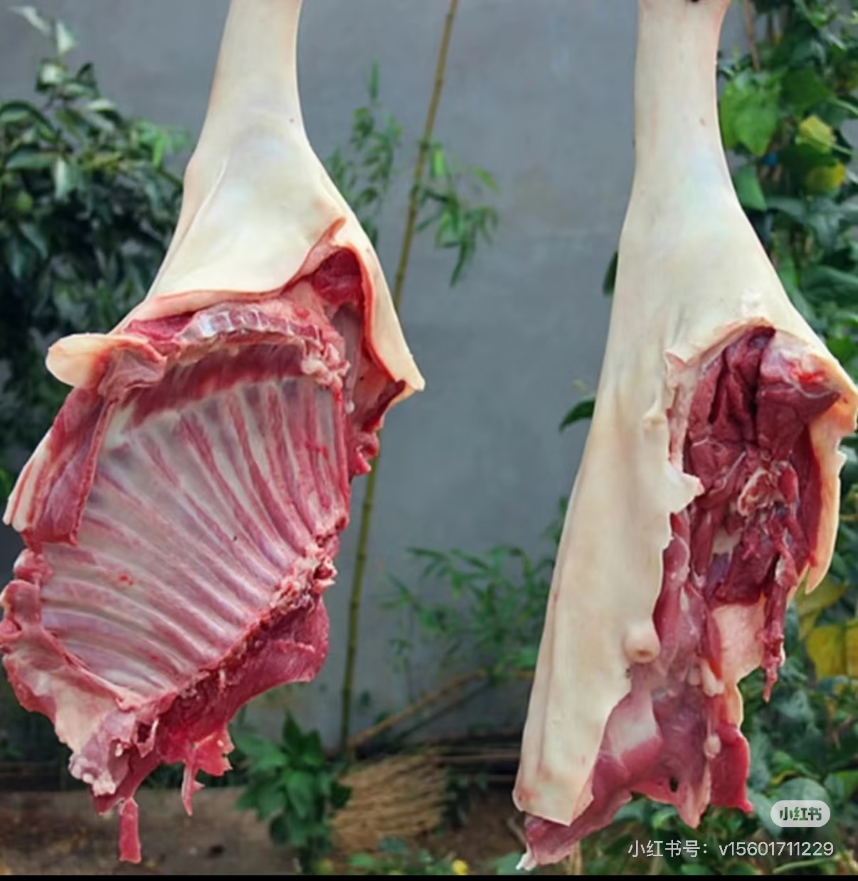 羊肉5斤尝鲜福利