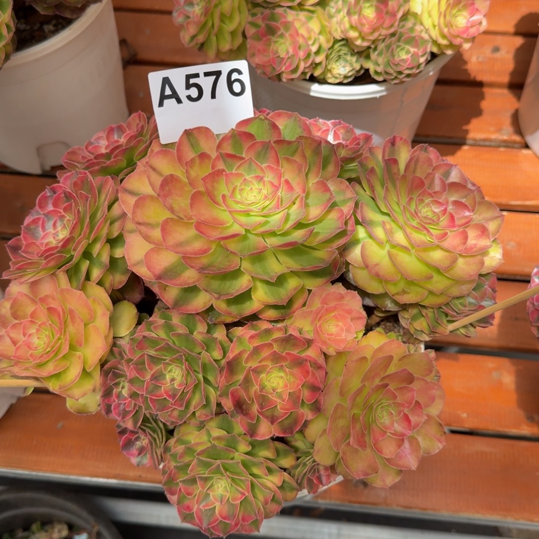 576多肉植物雨荷法师