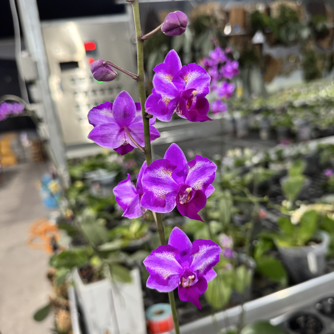 美琪花豹蝴蝶兰4.5寸苗
