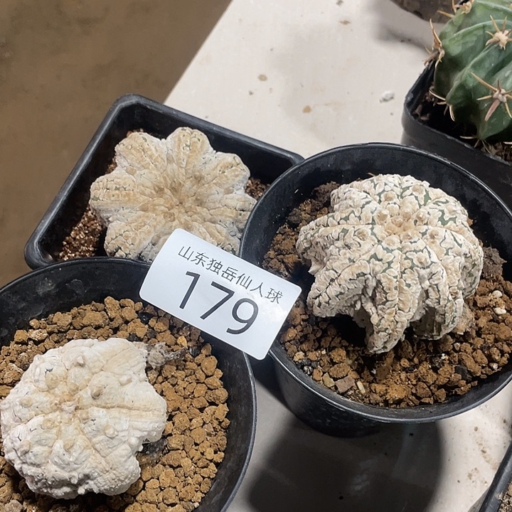 嗯***哦179仙人球三个大个