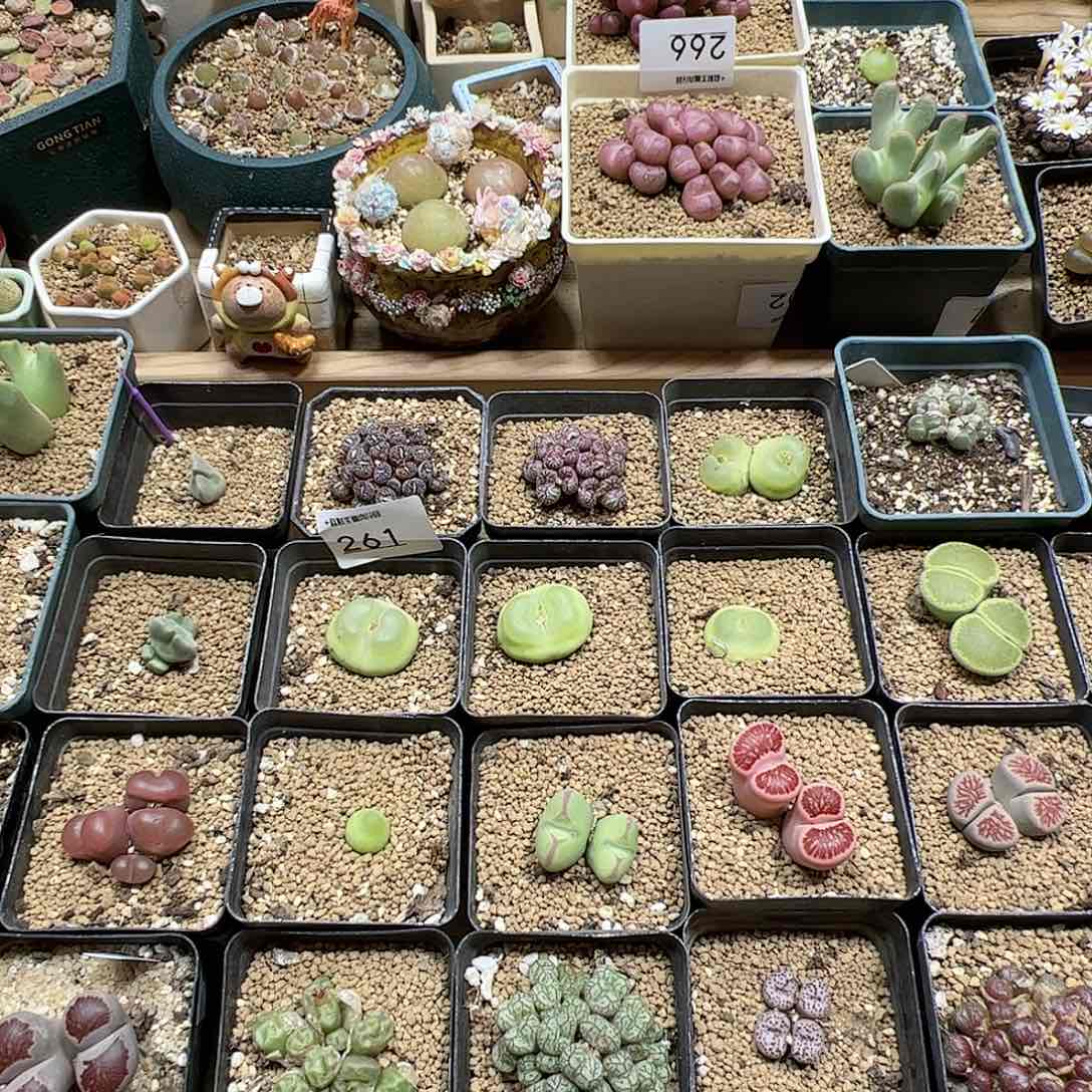 【闪购商品】文*样文小样