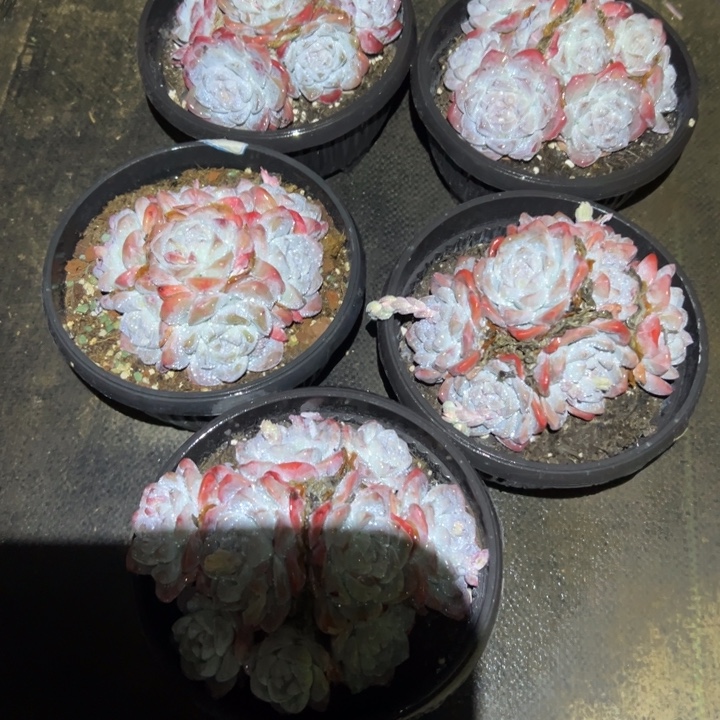 精品多肉植物老桩冰玉老桩随机发货默认有砍