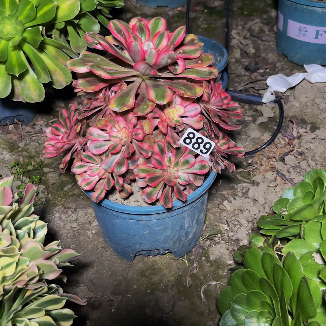 法师法师13-14包邮法师