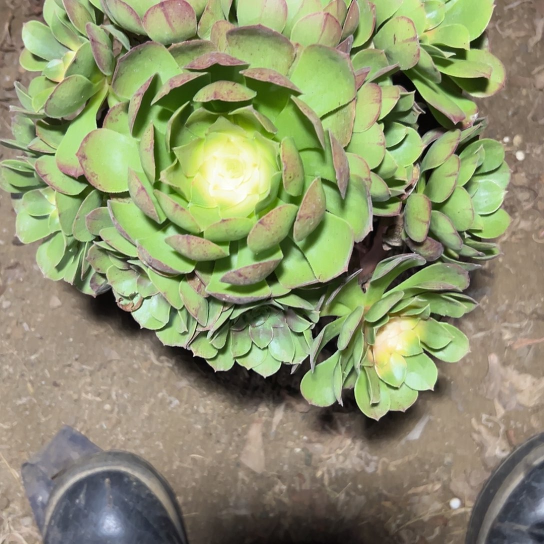 一***燊多肉372植物万圣节法师