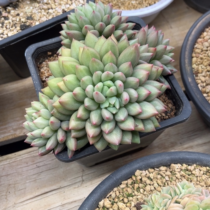 米其林 群生 夏鸣园艺