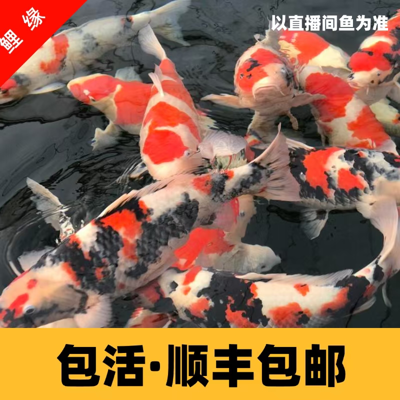 【13-17cm混色3条】冷水锦鲤活体红白三色昭和黄金易活观赏鱼放生