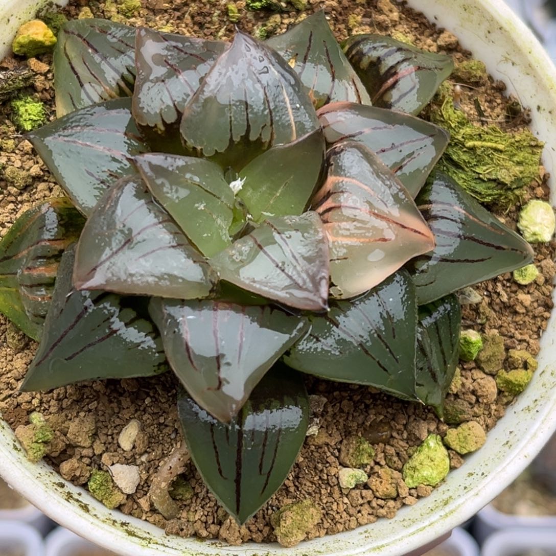 12红纹寿锦福利专场