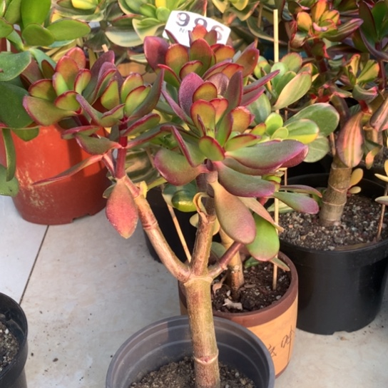 水****哥996紫叶脱土发货