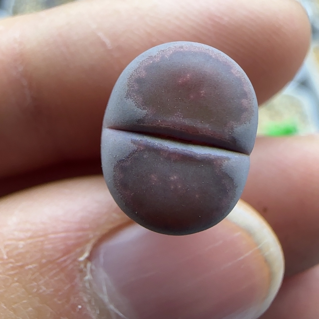 119甜甜圈饼干清框福利30包邮