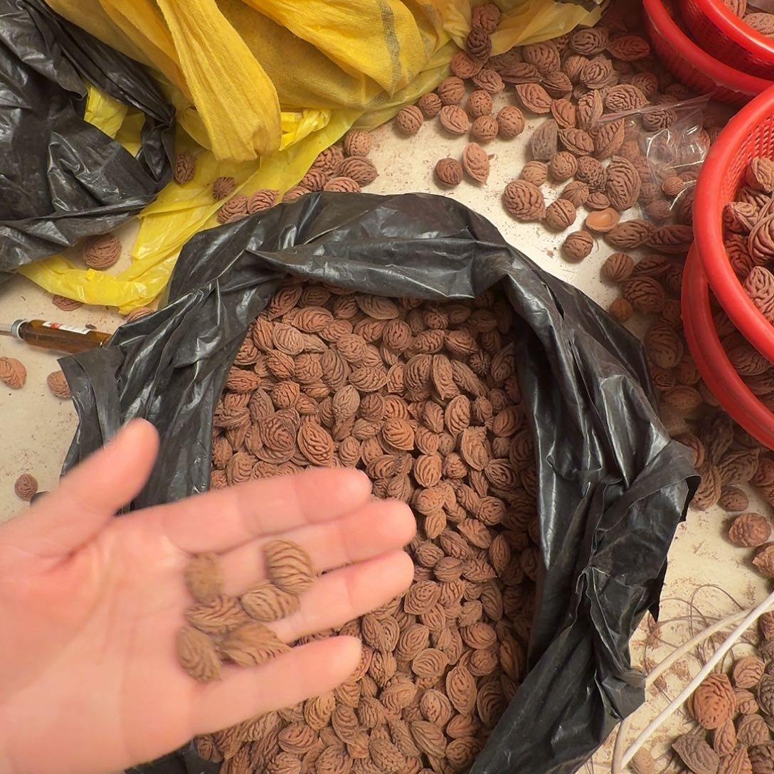 精品碧桃核散装不同树4.5斤