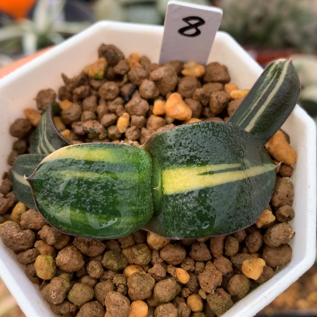 卧牛锦，带盆一起来