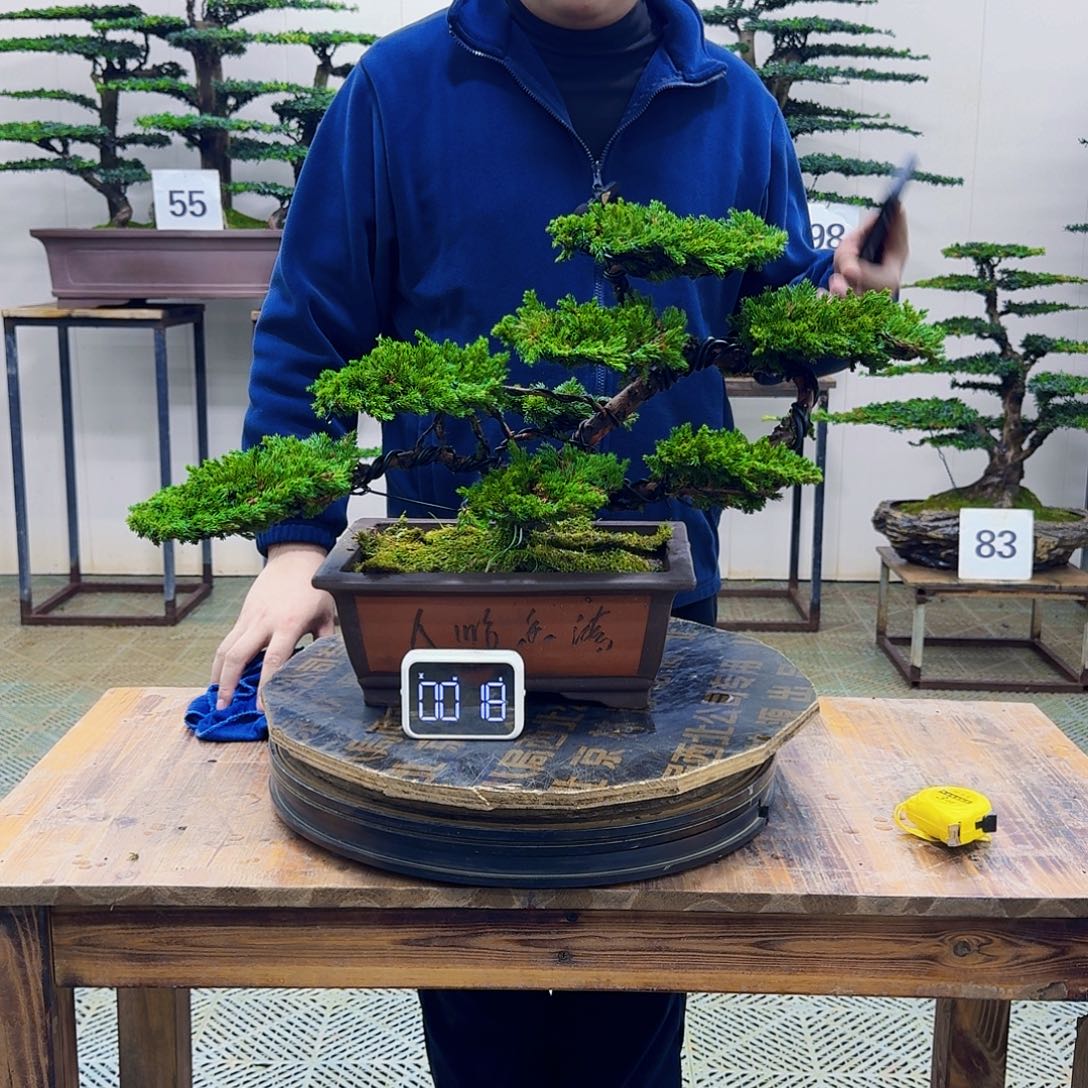 无花朵柏树造型盆景