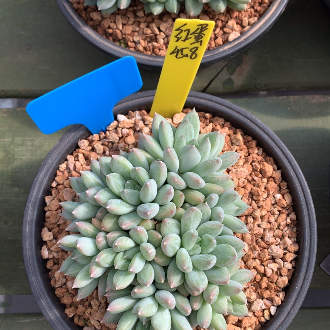 红蛋 多头 一颗   