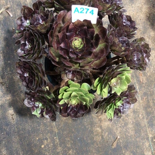 L***l无花朵黑骑士法师多肉植物274号