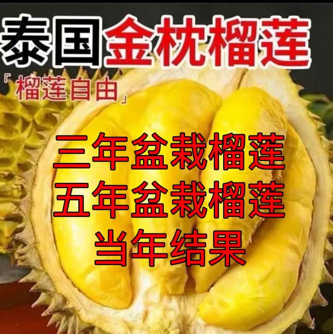 3年盆栽榴莲/5年盆栽榴莲/到家带枝带叶带土发货