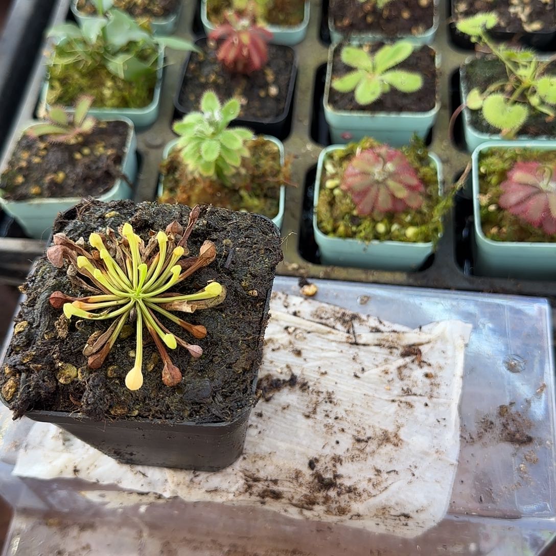 无花朵绿鹦鹉瓶子草