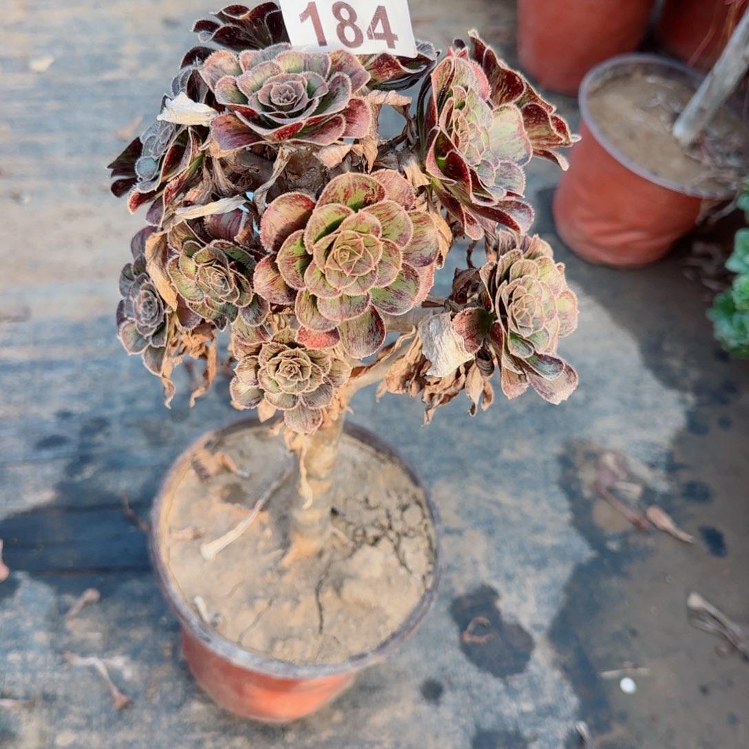 拉丝锦184满20包邮断枝不包