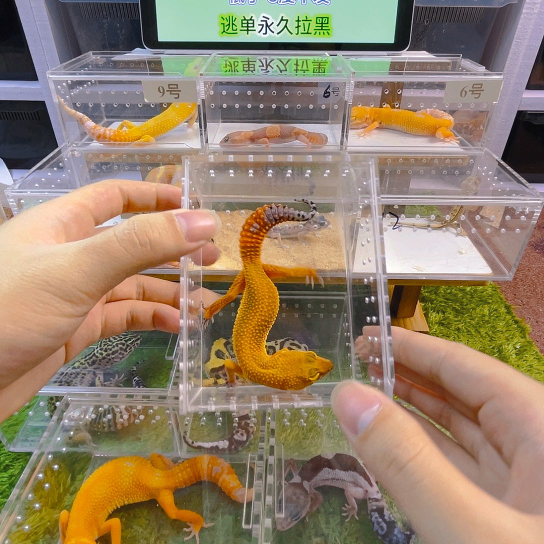 豹纹守宫守宫可爱好看可爱