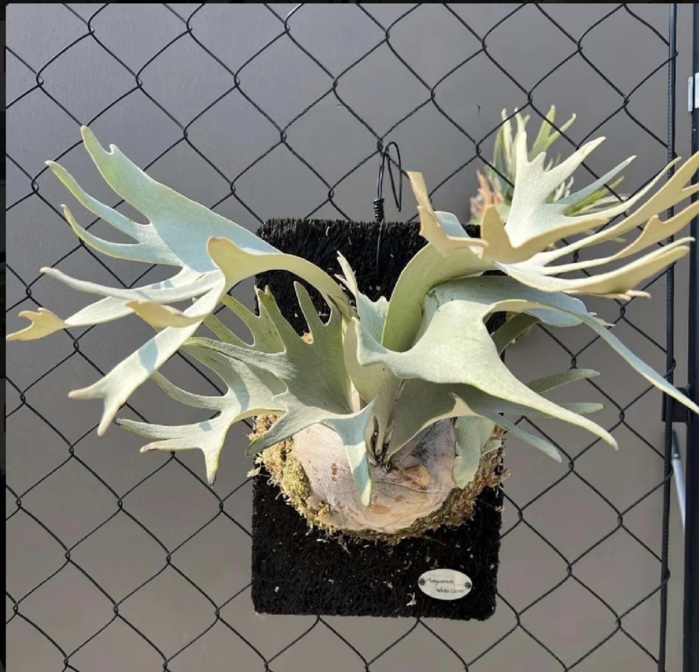 white gizmo鹿角蕨室内挂壁装饰绿植