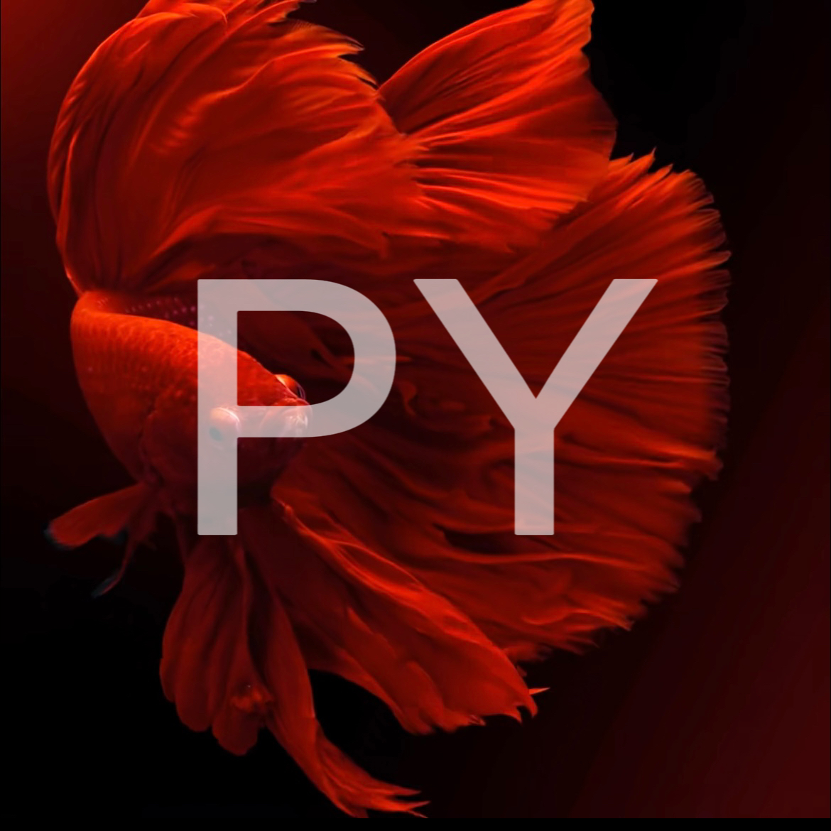 B1（1-24）泰国斗鱼小型热带观赏鱼耐活好养（直播间选鱼）