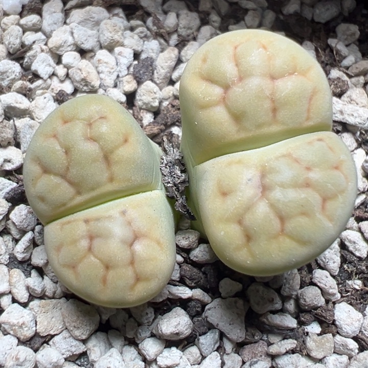 【闪购商品】659……