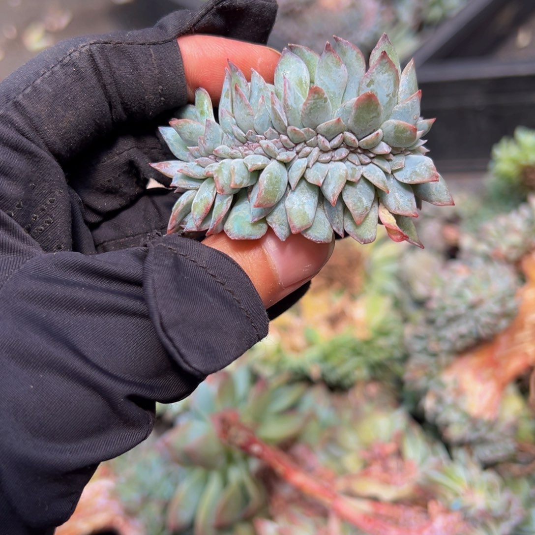 天天开心 紫藤冰魄缀